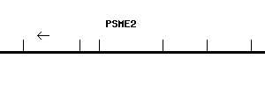 Human PSME2 qPCR primer set (NM_002818)