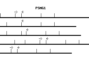 Human PSMG1 qPCR primer set (NM_003720)