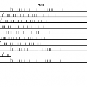 Human PTCH1 qPCR primer set (NM_000264)
