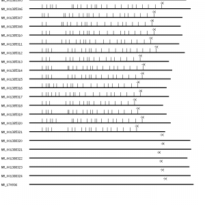 Human PTPRA qPCR primer set (NM_002836)