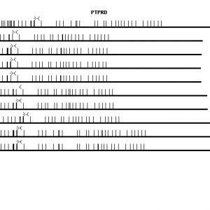 Human PTPRD qPCR primer set (NM_002839)