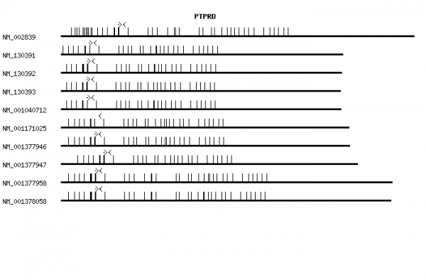 Human PTPRD qPCR primer set (NM_002839)