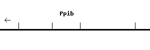 Mouse Ppib qPCR primer set (NM_011149)