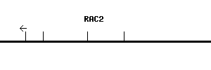 Human RAC2 qPCR primer set (NM_002872)