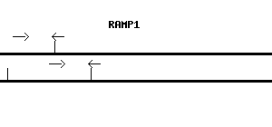 Human RAMP1 qPCR primer set (NM_005855)