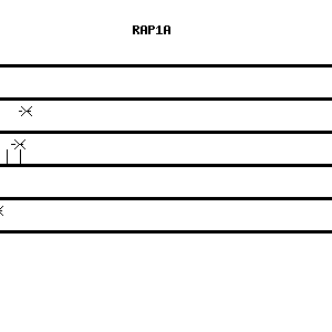Human RAP1A qPCR primer set (NM_002884)