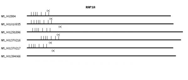 Human RAP1A qPCR primer set (NM_002884)