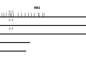 Human RB1 qPCR primer set (NM_000321)