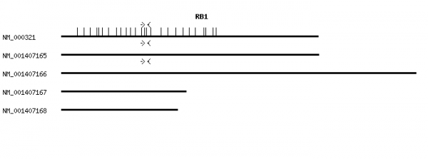 Human RB1 qPCR primer set (NM_000321)