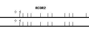 Human RCOR2 qPCR primer set (NM_173587)