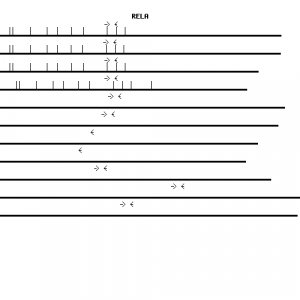 Human RELA qPCR primer set (NM_021975)