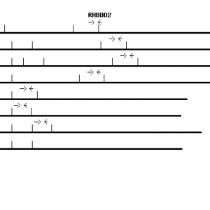 Human RHBDD2 qPCR primer set (NM_001040456)