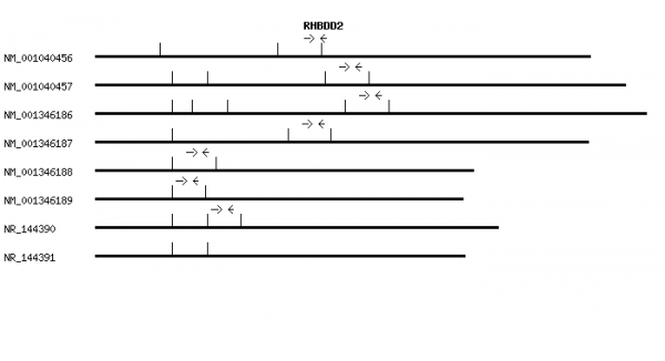 Human RHBDD2 qPCR primer set (NM_001040456)