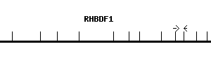Human RHBDF1 qPCR primer set (NM_022450)
