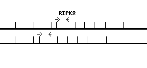 Human RIPK2 qPCR primer set (NM_003821)