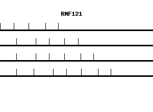 Human RNF121 qPCR primer set (NM_018320)