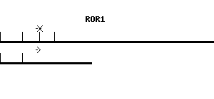 Human ROR1 qPCR primer set (NM_005012)