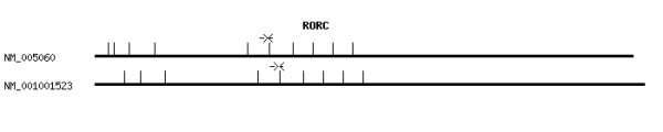 Human RORC qPCR primer set (NM_005060)