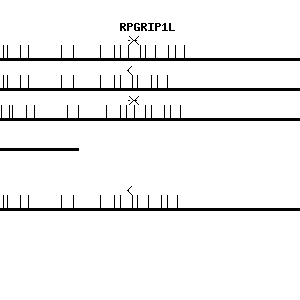 Human RPGRIP1L qPCR primer set (NM_015272)