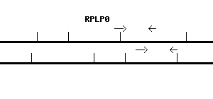 Human RPLP0 qPCR primer set (NM_001002)