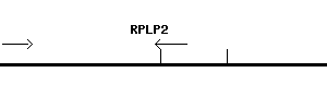 Human RPLP2 qPCR primer set (NM_001004)
