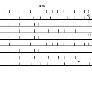 Human RPN2 qPCR primer set (NM_002951)
