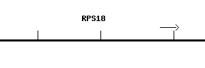 Human RPS18 qPCR primer set (NM_022551)