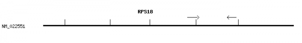 Human RPS18 qPCR primer set (NM_022551)