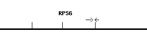 Human RPS6 qPCR primer set (NM_001010)