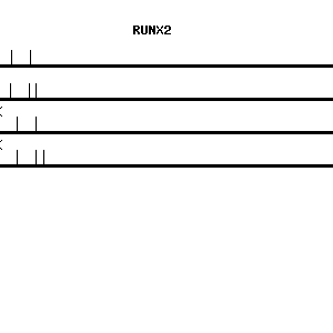 Human RUNX2 qPCR primer set (NM_001015051)