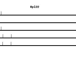 Mouse Rpl22 qPCR primer set (NM_009079)