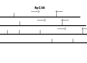 Mouse Rpl38 qPCR primer set (NM_023372)