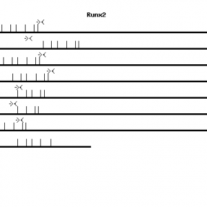 Mouse Runx2 qPCR primer set (NM_009820)