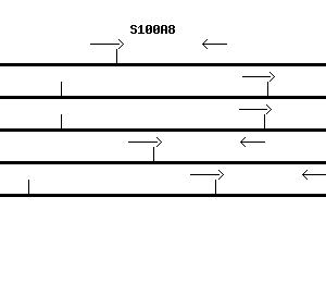 Human S100A8 qPCR primer set (NM_002964)