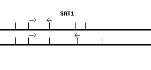 Human SAT1 qPCR primer set (NM_002970)