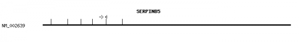 Human SERPINB5 qPCR primer set (NM_002639)