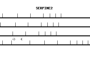 Human SERPINE2 qPCR primer set (NM_006216)