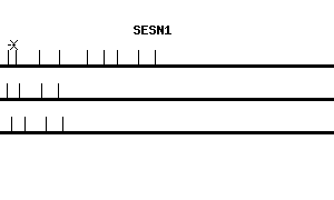Human SESN1 qPCR primer set (NM_014454)