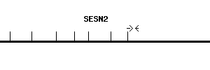 Human SESN2 qPCR primer set (NM_031459)