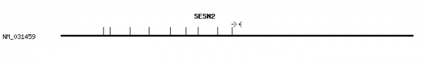 Human SESN2 qPCR primer set (NM_031459)