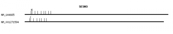 Human SESN3 qPCR primer set (NM_144665)
