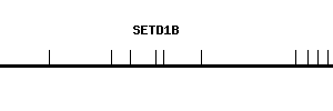 Human SETD1B qPCR primer set (NM_001353345)