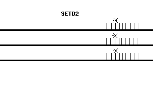 Human SETD2 qPCR primer set (NM_014159)