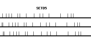 Human SETD5 qPCR primer set (NM_001080517)