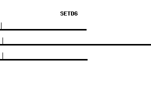 Human SETD6 qPCR primer set (NM_024860)