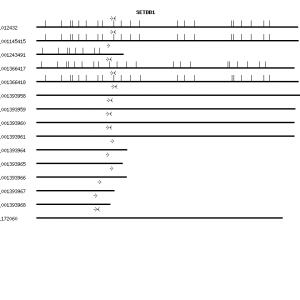 Human SETDB1 qPCR primer set (NM_012432)
