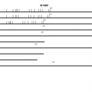 Human SETDB2 qPCR primer set (NM_031915)