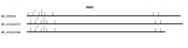 Human SGO2 qPCR primer set (NM_152524)