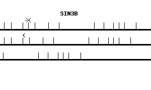 Human SIN3B qPCR primer set (NM_015260)