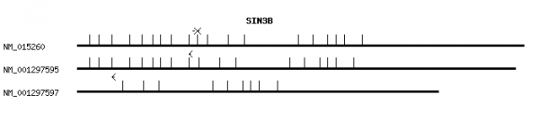 Human SIN3B qPCR primer set (NM_015260)